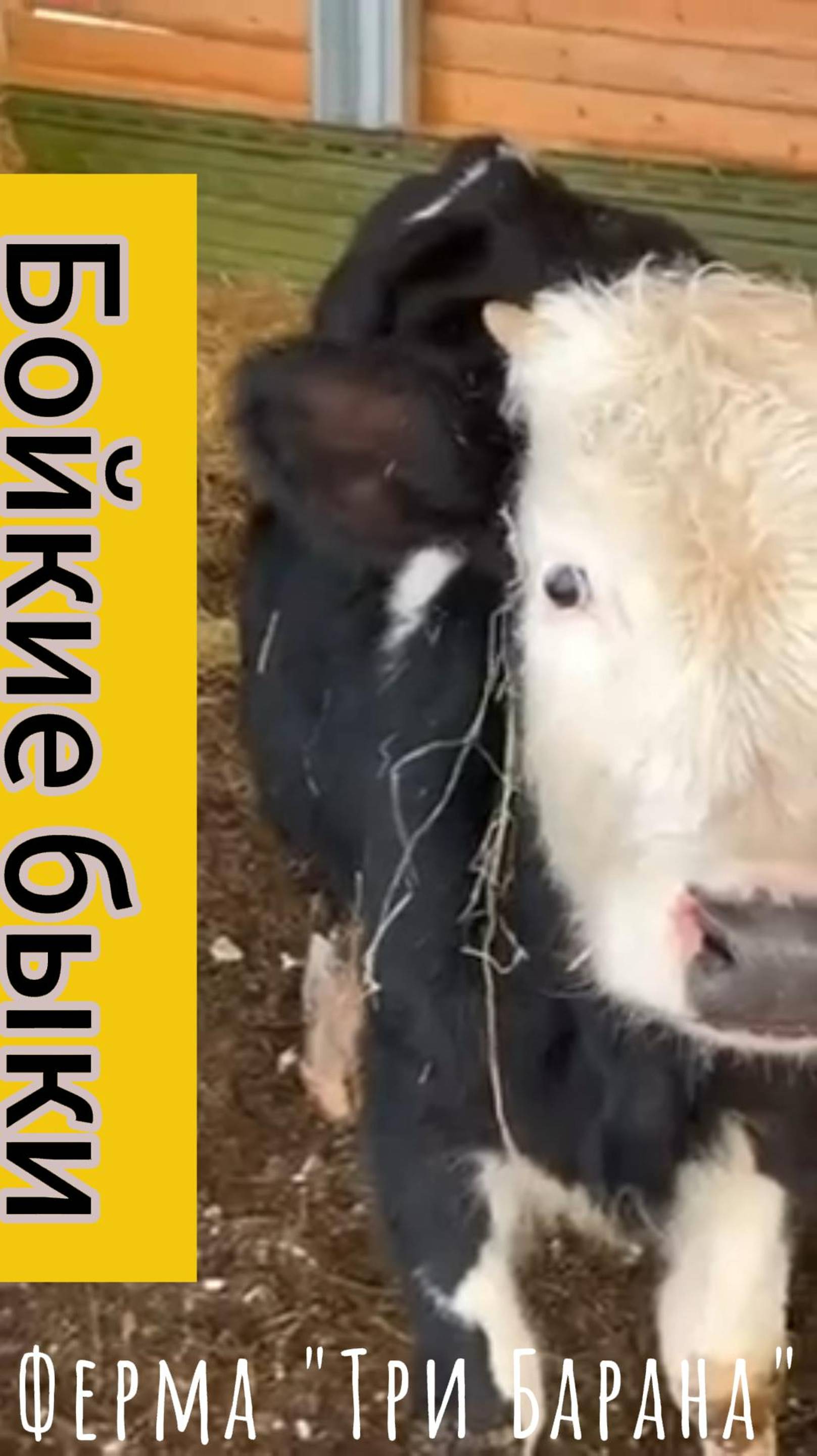 Фермерские бычки