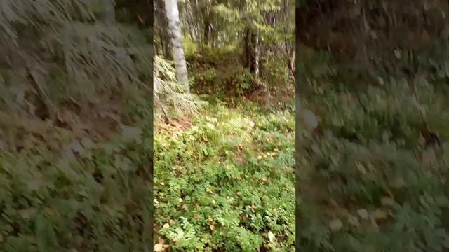 Как собирать КАЙФОВЫЕ грибы How to pick NICE mushrooms