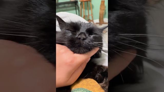 котик прибалдел