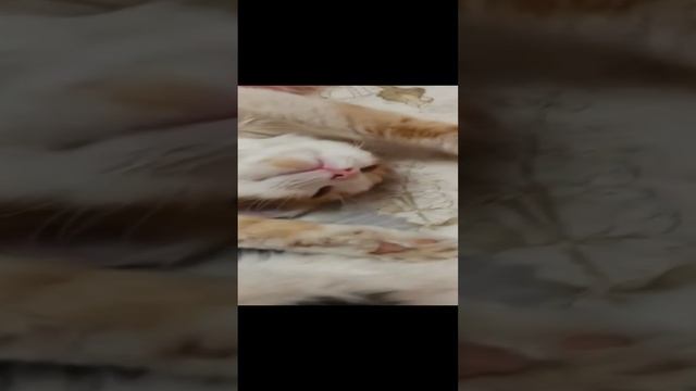 Коты- сони