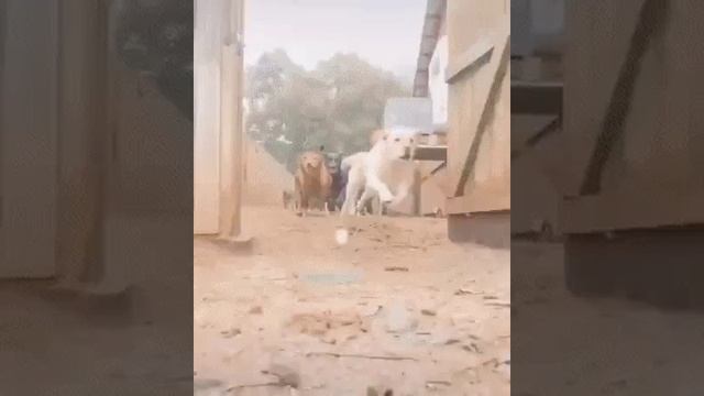 собачки на прогулку