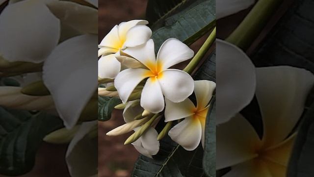 GW - Jasmine - web