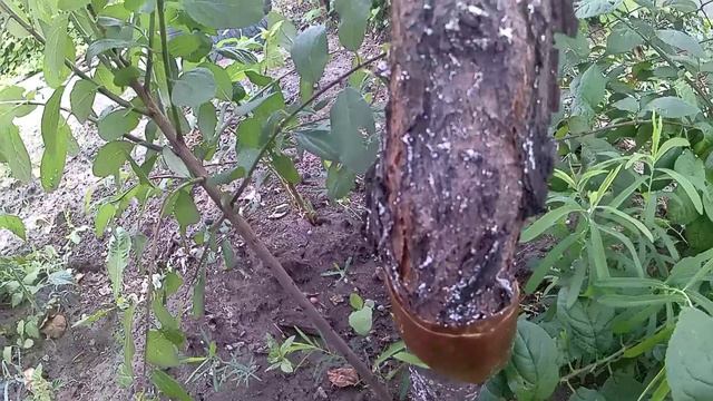 Борюсь с муравьев в саду