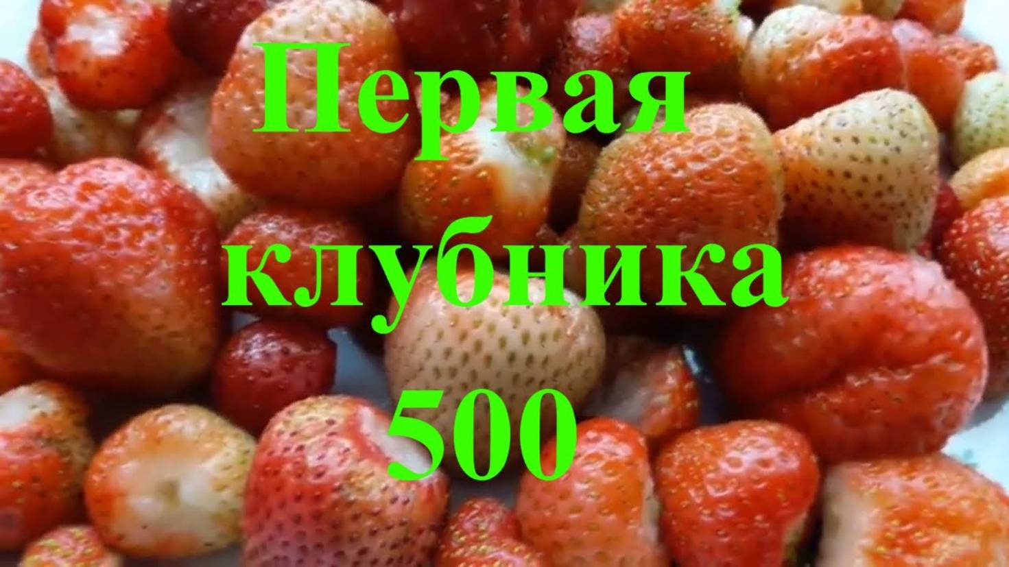 Первая клубника и 500 подписчиков на канале