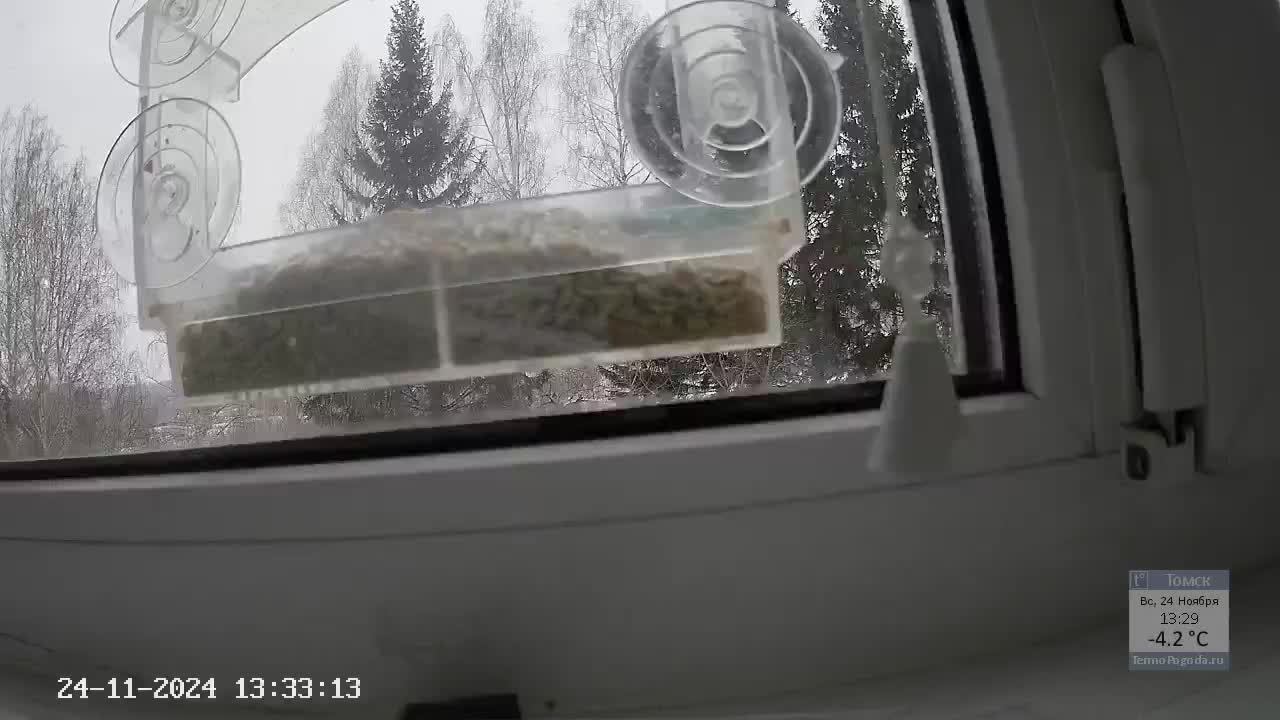 Кормушечка 24.11.24