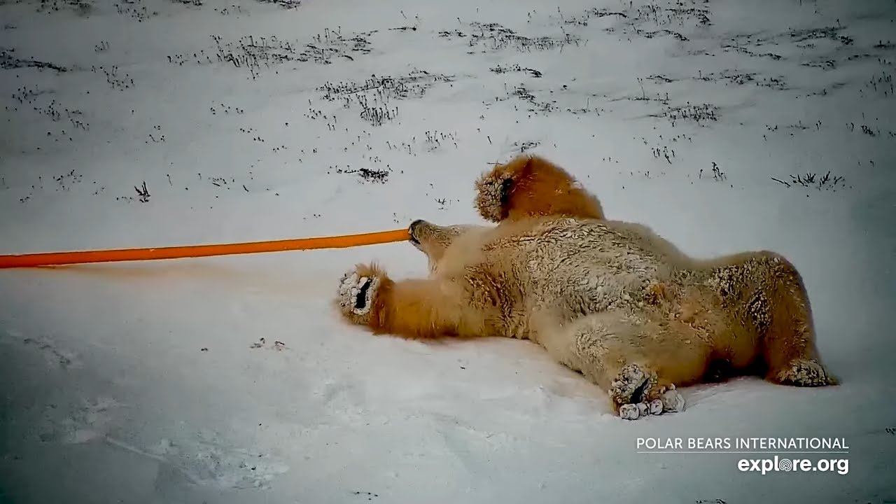 Silly Polar Bear Plays With Stick