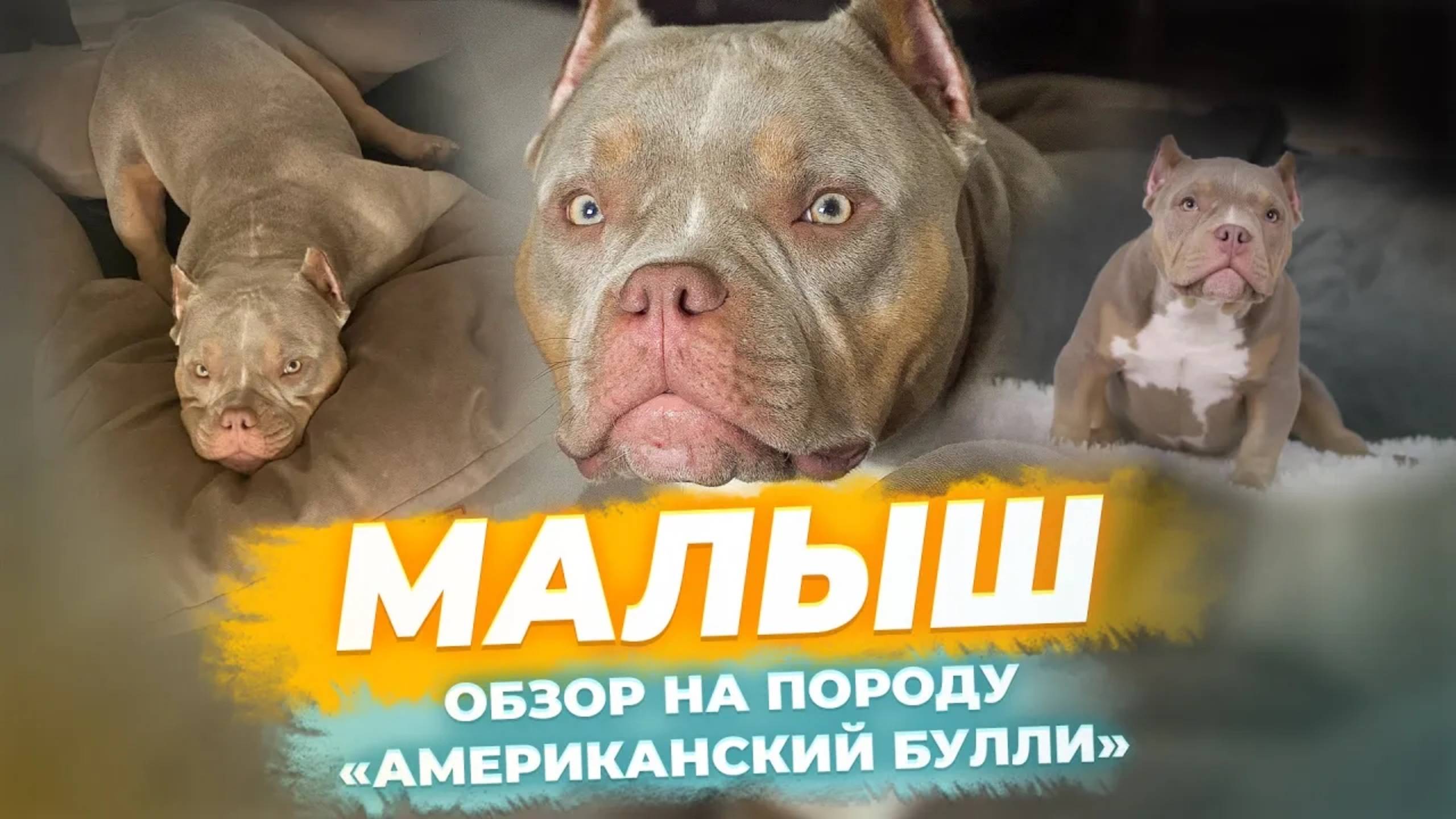 Американский Булли - МАЛЫШ. Обзор на породу. Характер и темперамент. Плюсы и минусы.