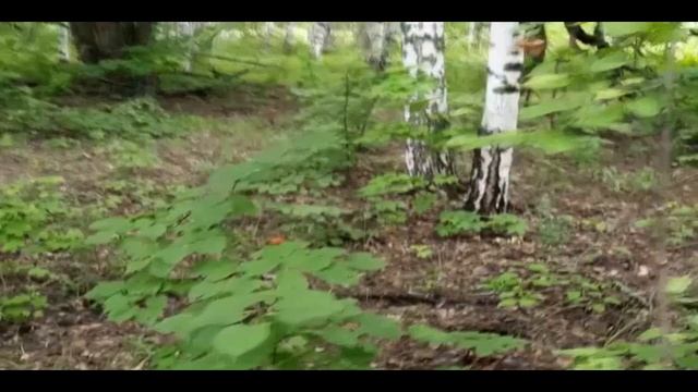 как мы белые грибы собирали