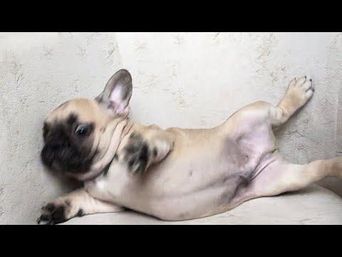 Как Выбрать щенка #щенокфранцузскогобульдога #французик #franchbulldog #булочка