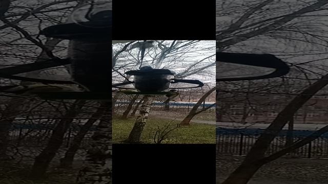 Синички кушают