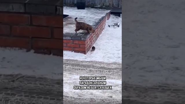 Чувствуют ли мыши присутствие кошки в доме