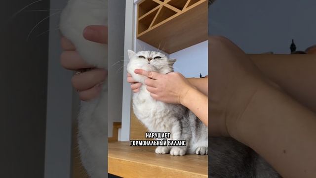 Вся правда о контрацептивах для кошек и собак