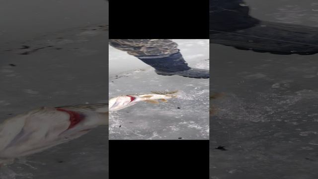 Жена поймала щуку