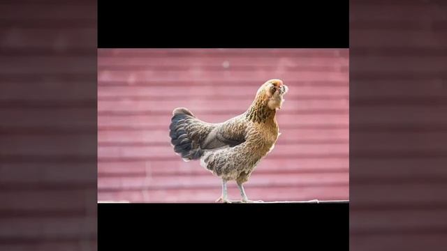 1. Ты знаешь, Боже, мое желанье,
Мои молитвы слышишь Ты;