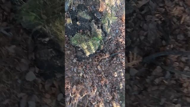 выживание в лесу (часть 2)