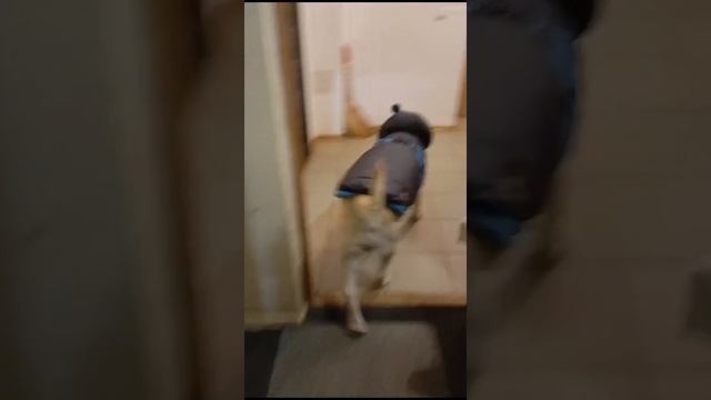 на прогулку с пингвинёнком похолодало