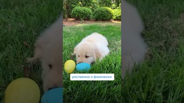 Как отучить щенка грызть и портить вещи?🐶 Полное видео уже на канале!