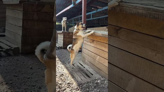 ПОМОГИТЕ СПАСТИ ДЕВОЧКУ ЛЕССИ❗