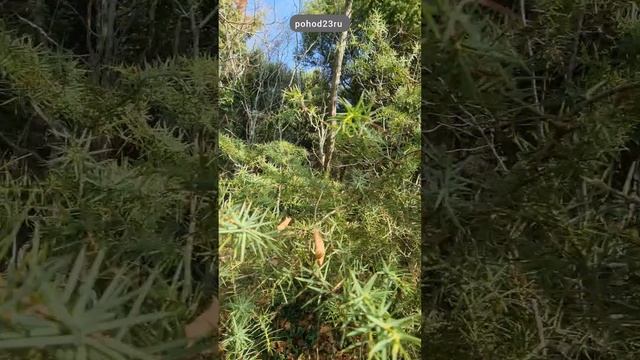 Маршрут в лес к горе Сапун (438м) из села «Широкая балка»
