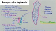 Transportation in planaria | planaria | transport in animals