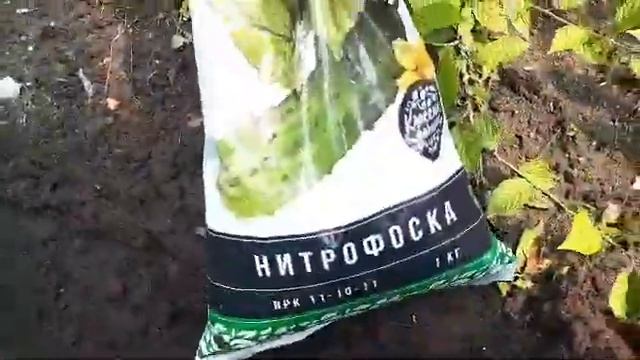 Вишня,урожай собран.