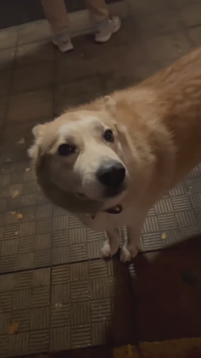 A sweet dog with an expressive and soulful gaze