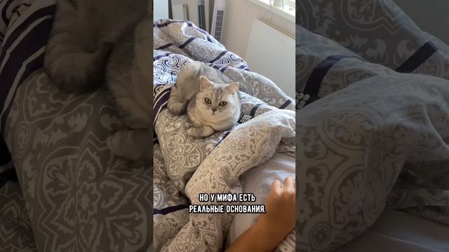 Кошки крадут дыхание спящего человека  правда или вымысел