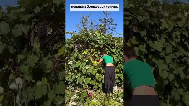 Раздеваем виноград 🍇