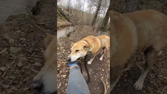 СПАСИТЕ РЭЙЧЕЛ!