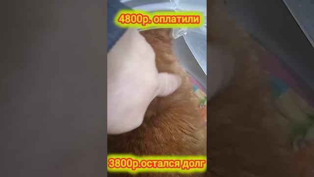 Котофей в космической переноске