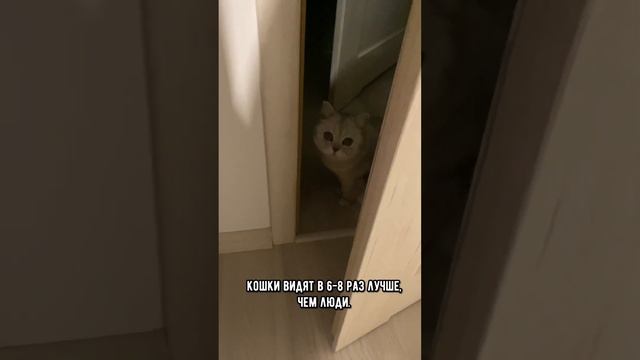 Правда, что кошки видят в полной темноте