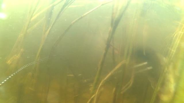 подводная охота волжский сазан