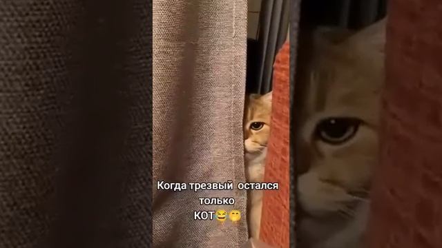 Когда в компании трезвый ты один!