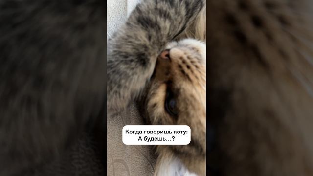 Любимая фраза кота