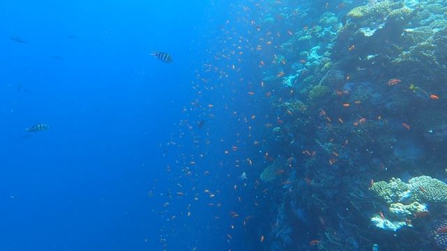 Сноркелинг вдоль кораллового рифа. Залив Акаба, пролив Тиран, Египет 2024.