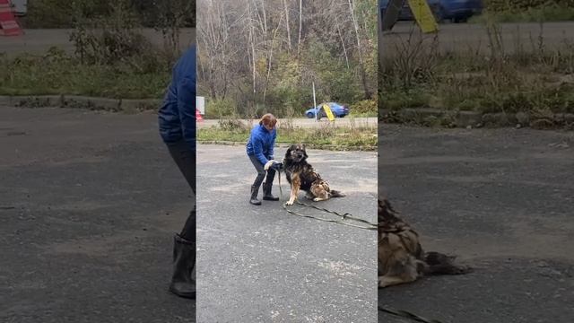 Велик как в том мультфильме - «Большой и добрый великан»