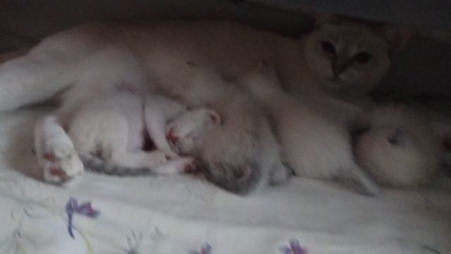 Котятам 17-й день, скоро начнут осваивать пространство