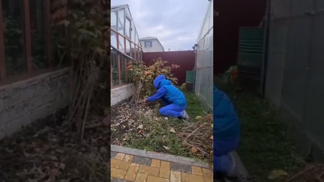 Осенняя обрезка ремонтантной малины✂️
