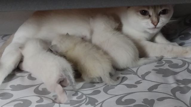 Маленькие котята и большие котята рядом, но не вместе
