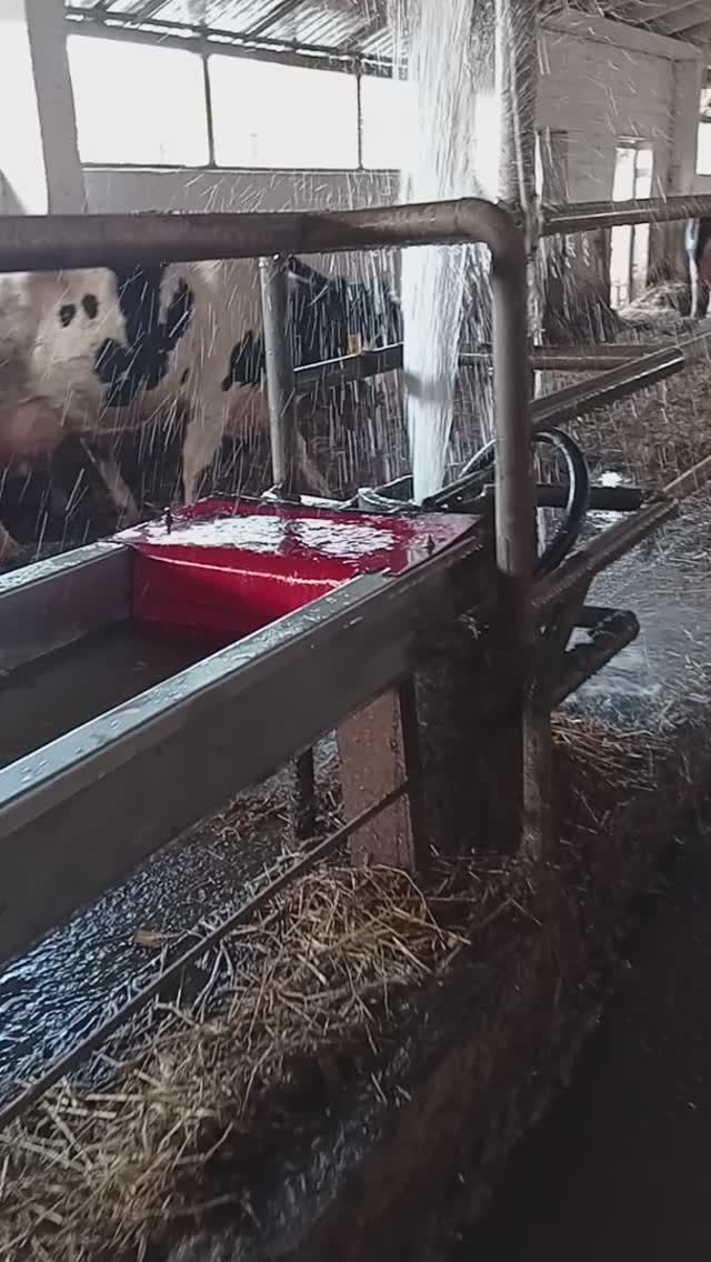 Потоп в коровнике
