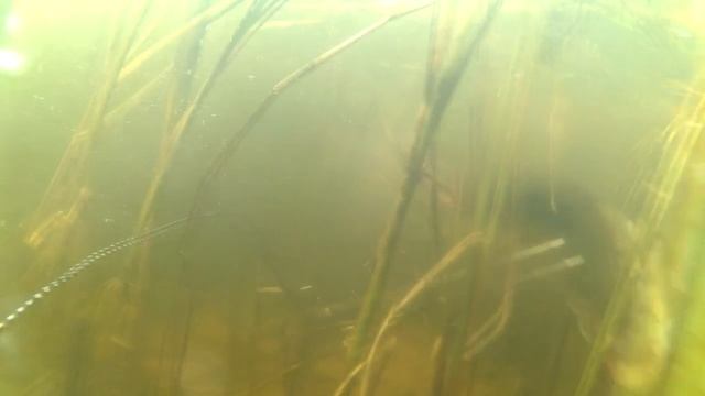 подводная охота волжский сазан