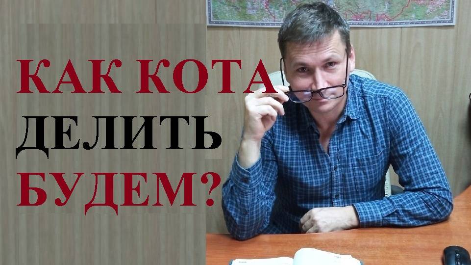 Как супругам разделить 🐱 домашнего питомца при разводе?