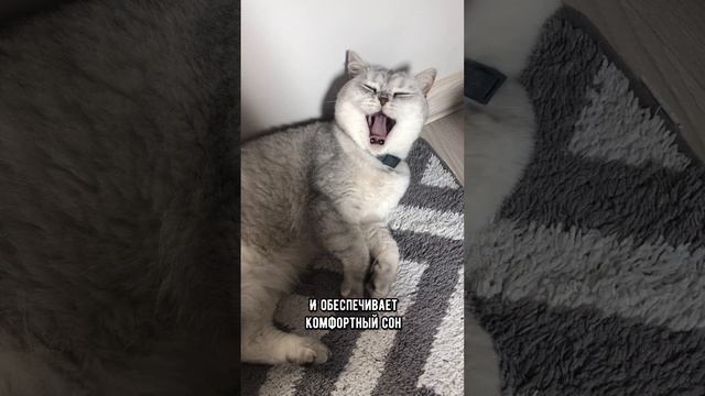 Почему кошка любит сворачиваться калачиком