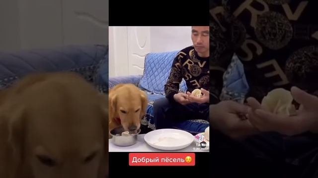 ДОБРЫЙ ПЁС