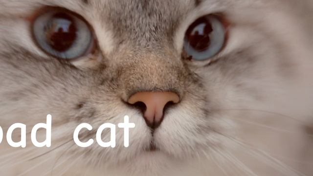 Клип (Bad cat )