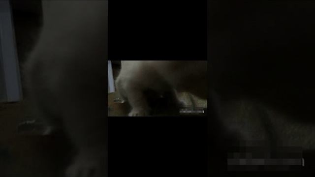 первые, робкие шаги