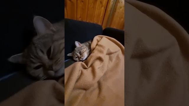 Иви готовится ко сну 💤