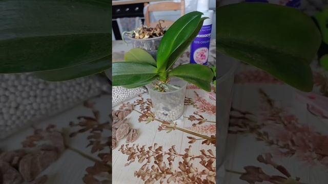 Приехала в гости и пересаживаю орхидеи
