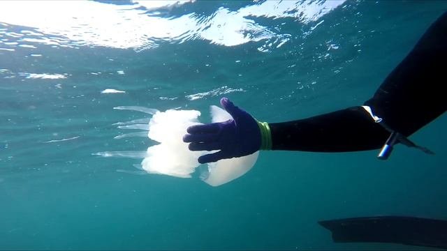 Нырялка на черном море ( подводная охота )