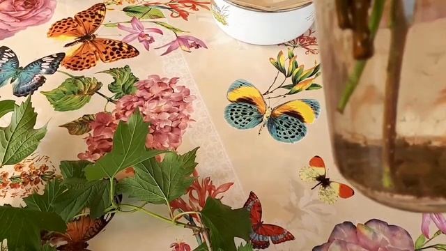 Калина Бульдонеж, черенки.